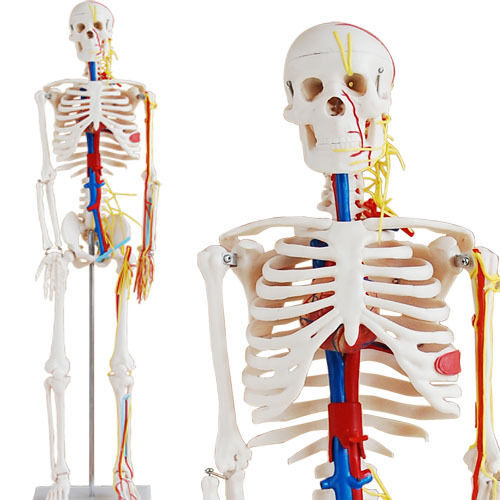 Medic Anatomy - anatomický model kostra nervy a cévy