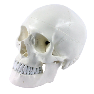 Anatomický model lebka 3-dílná