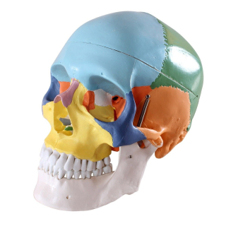 Didaktický anatomický model - lebka 