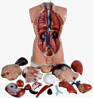 MedMod anatomický model lidské tělo - torzo 85 cm