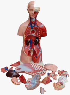 MedMod anatomický model lidské tělo - torzo 45 cm 23 částí