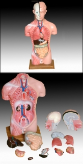 Anatomický model lidské tělo - torzo 45 cm 13 částí