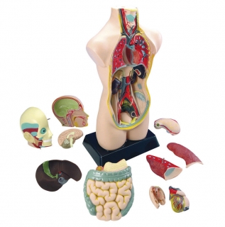 Edumed anatomický model lidské tělo 50 cm