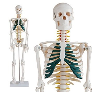 Medic Anatomy anatomický model kostra 85 cm - míšní nervy