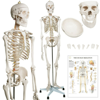 Jago ANTMDL01 anatomický model kostra 181 cm + plakát